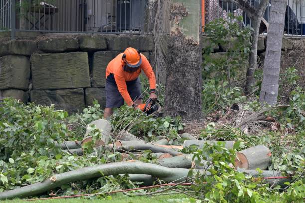 Dead Tree Removal in Danville, AR